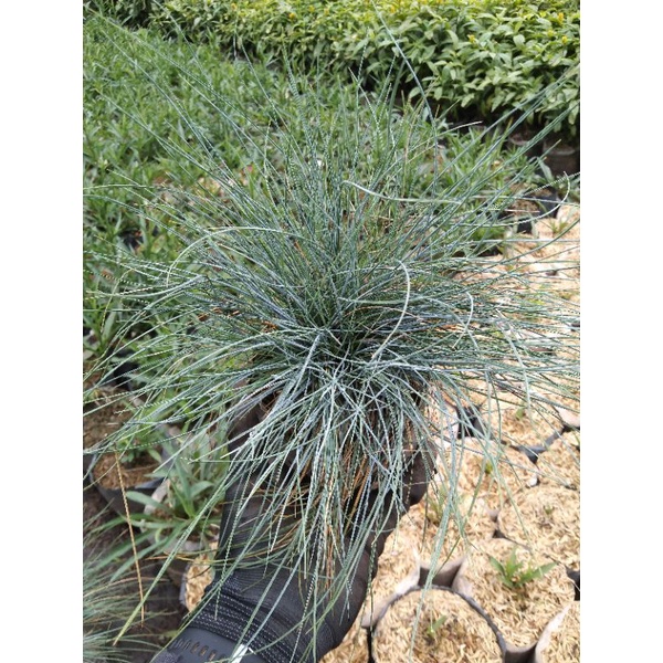 Jual Rumput Biru Festuca Blue Festuca Shopee Indonesia