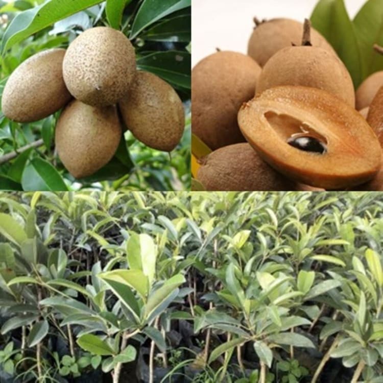 Bibit Buah Sawo