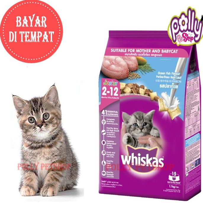 Jual Sale!!! Wiskas Makanan Anak Kucing Kitten Makanan Kering Whiskas
