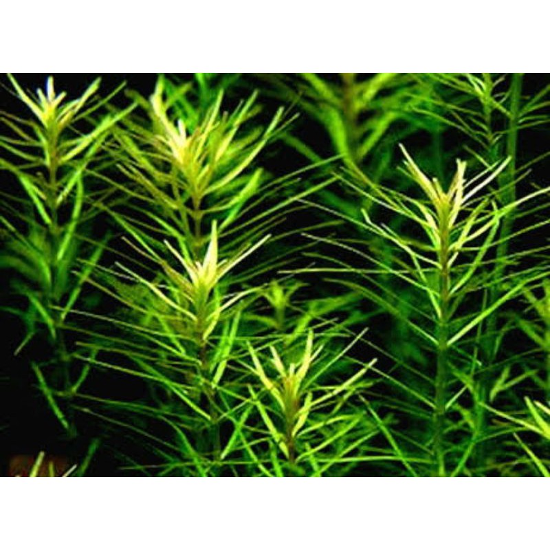 Jual rotala wayanad ( tanaman aquascape ) | Shopee Indonesia
