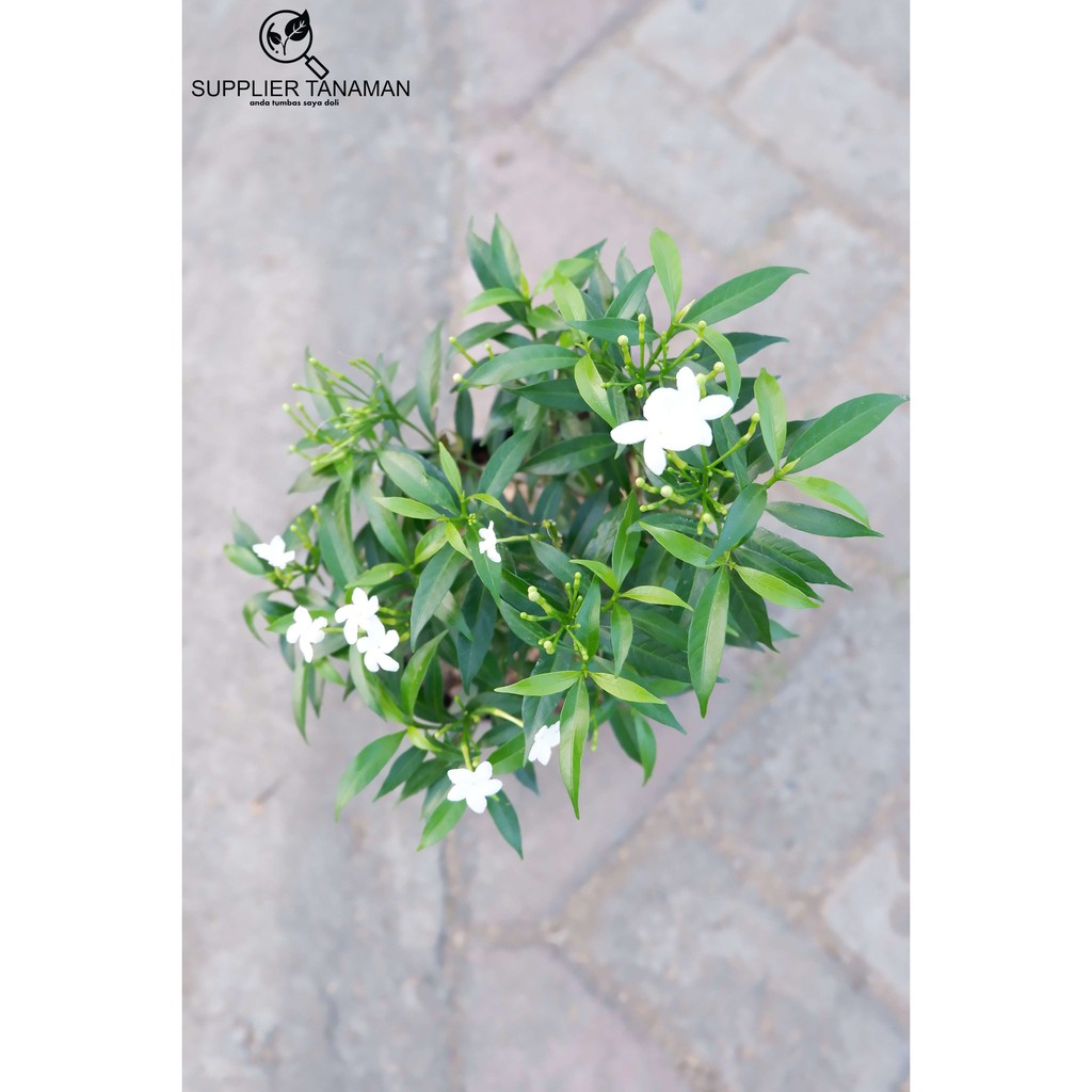 Jual Tanaman Bunga Melati China - Tanaman Hias Rombusa - Pohon Rombusa ...