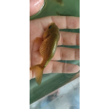 Jual ikan hias rancu hijau size m | Shopee Indonesia