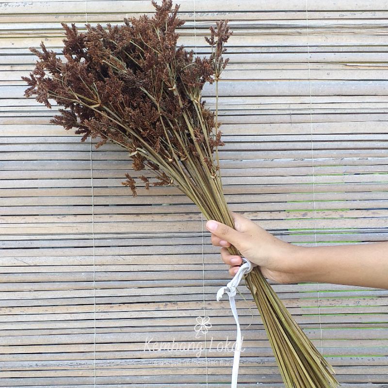 Jual Rumput Lingi - Kembang Lokal Bunga Kering-(1 ikat isi 5 batang ...