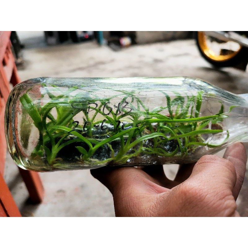 Jual Botolan Dendrobium Spesies Gouldii Yellow Brown | Shopee Indonesia
