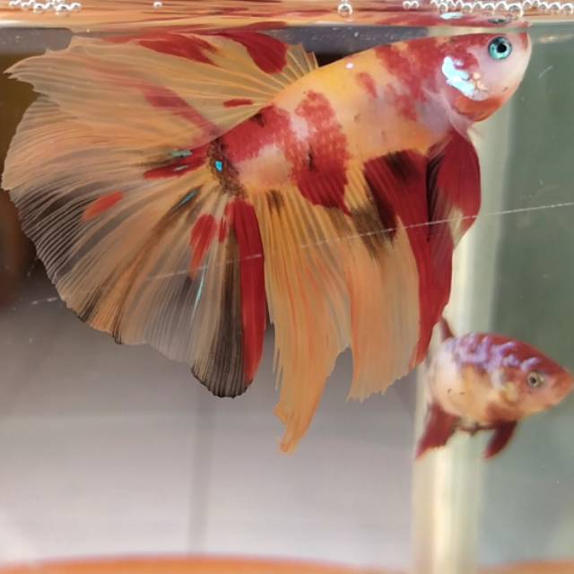 Jual Halfmoon Nemo Leopard | Shopee Indonesia