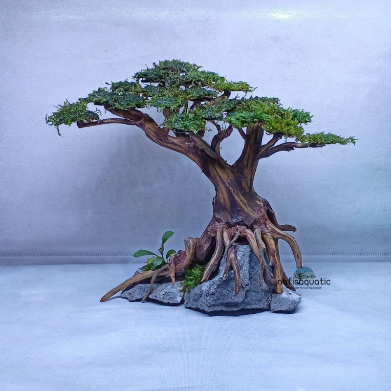 Jual bonsai aquascape akar rasamala Shopee Indonesia