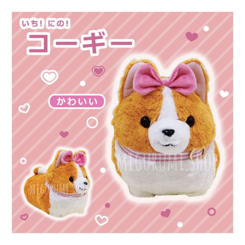 Ichini corgi 2025