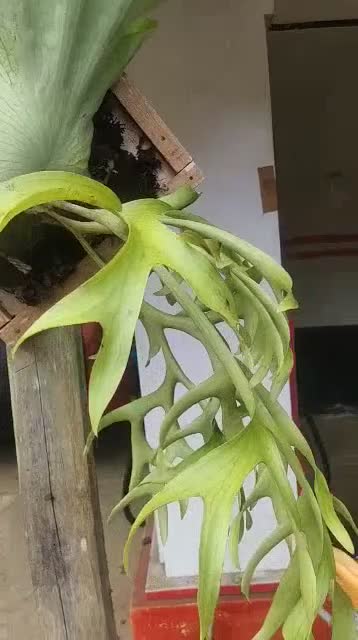 Jual platycerium ridleyi simbar tanduk rusa | Shopee Indonesia