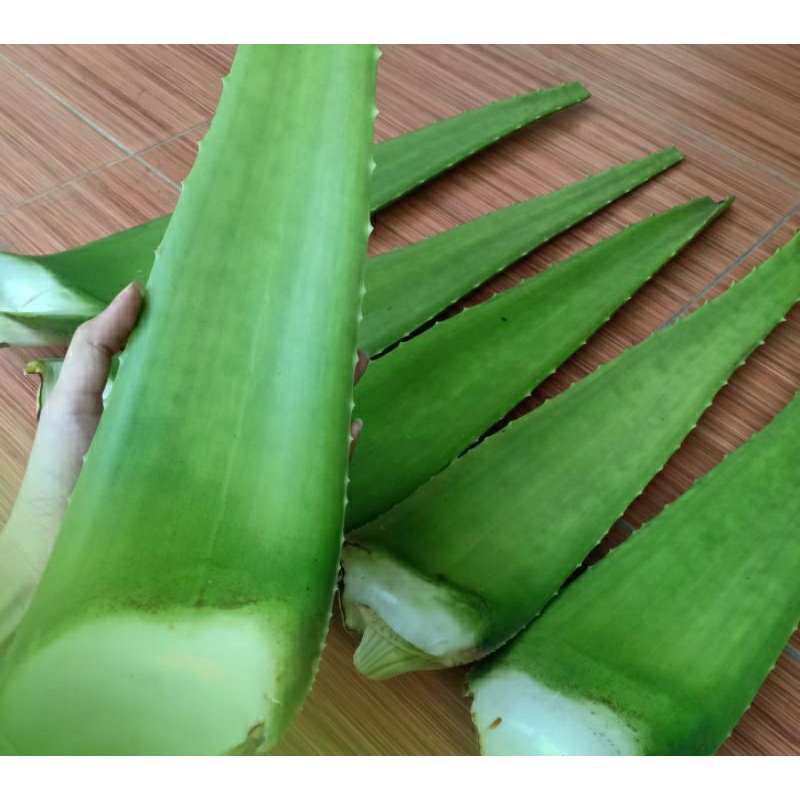 Jual batang lidah buaya segar Shopee Indonesia