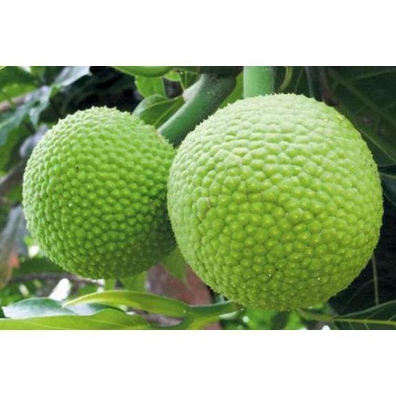 Bibit Tanaman Buah Sukun madu