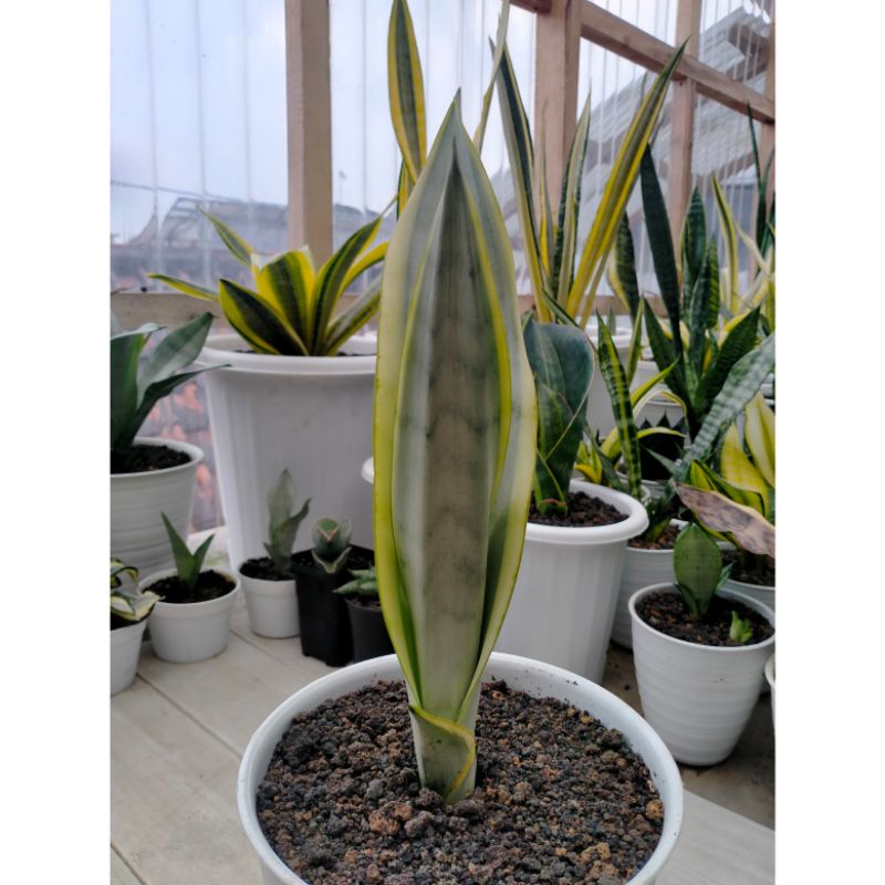 Jual Sansevieria Laurentii Silver (stover) | Shopee Indonesia