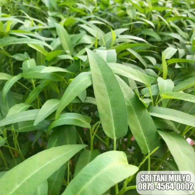 Jual 500 Biji - Benih Kangkung HIBRIDA - KANGKUNG DAUN LEBAR REPACK ...