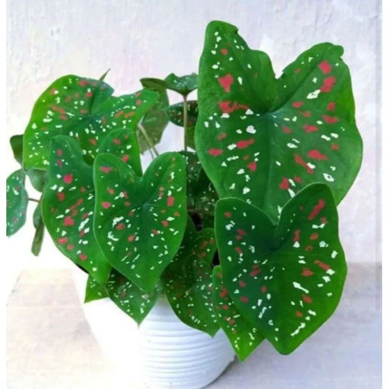 Jual Tanaman Hias Keladi Caladium Three Colour Tiga Warna Tricolor ...