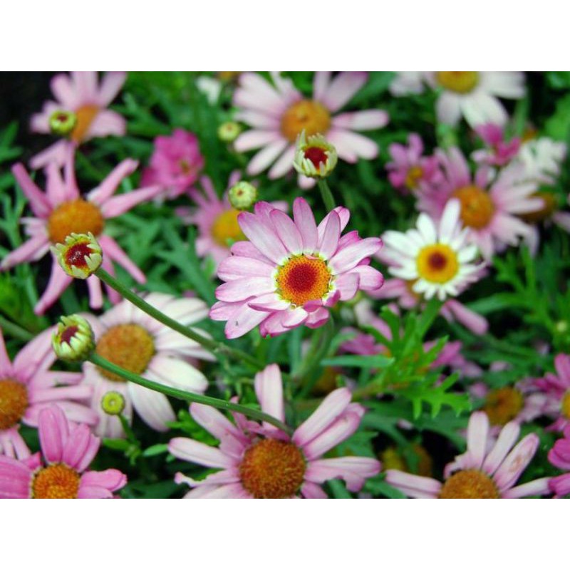 Jual Bermacam-macam Bunga Daisy | Shopee Indonesia