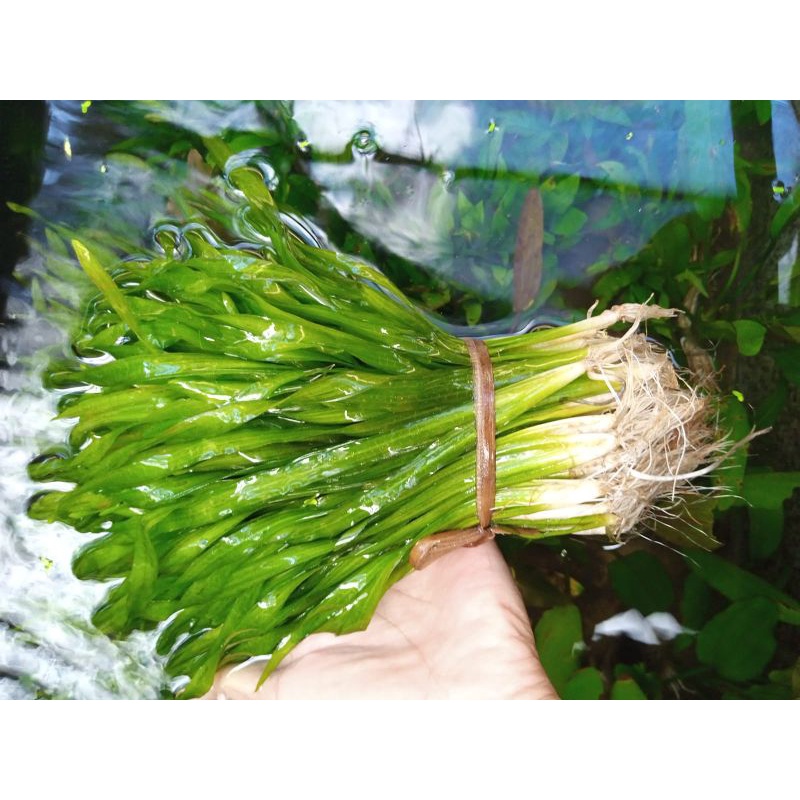 valisneria spiraliss paket tanaman aquscape low co2