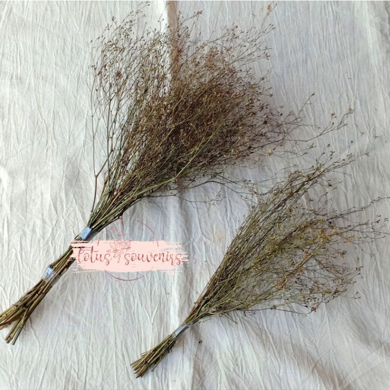 Jual (20 tangkai) Ranting kering bintang dried flower bunga kering ...