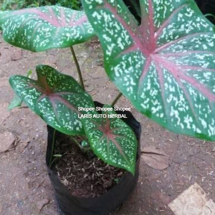 Jual tanaman hias keladi red star caladium merah | Shopee Indonesia