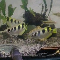 Jual Archer Fish Brackish Fish Ikan Sumpit Sudah Air Tawar | Shopee ...