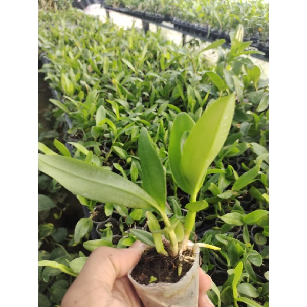 Jual Sedling Anggrek Dendrobium Kriting Isi Shopee Indonesia