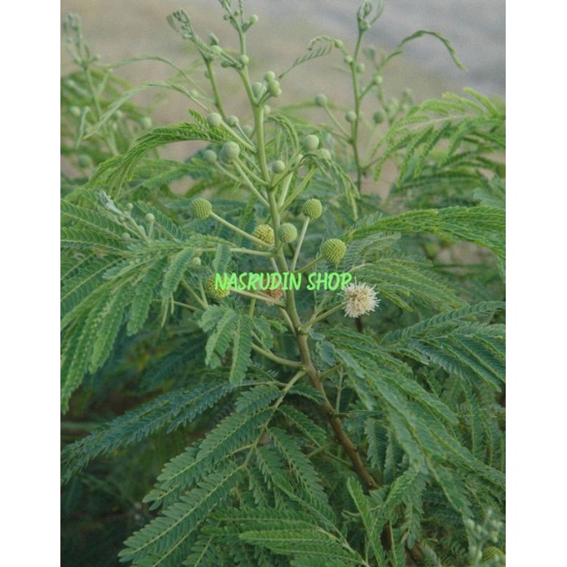 Jual DAUN LAMTORO 1KG SEGAR LANGSUNG PETI…