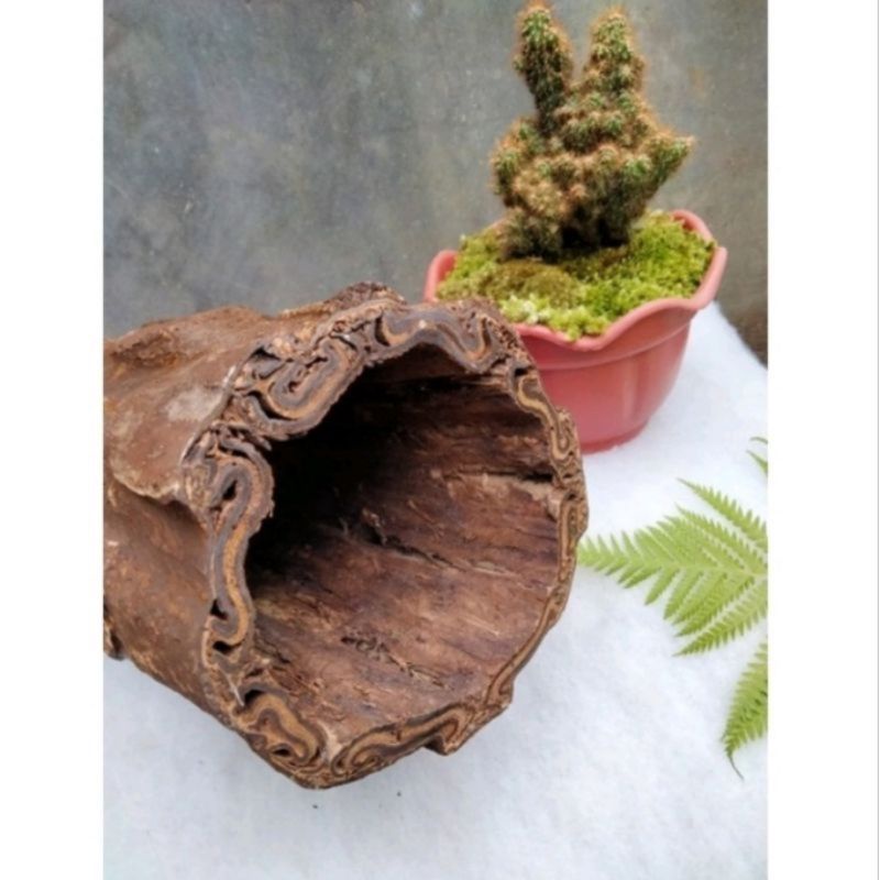 Jual pot batang pakis | Shopee Indonesia