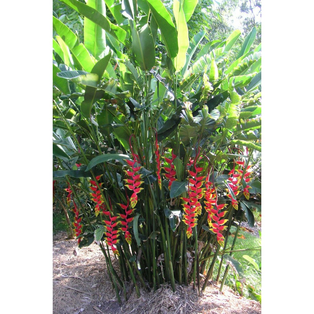 Jual Tanaman Hias Pisang Pisangan Heliconia Rostrata Shopee Indonesia