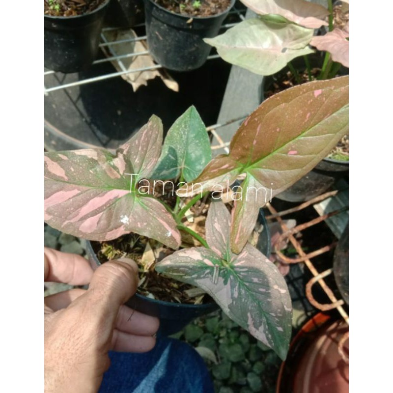 Jual Syngonium pink splash - tanaman hias syngonium pink splash ...