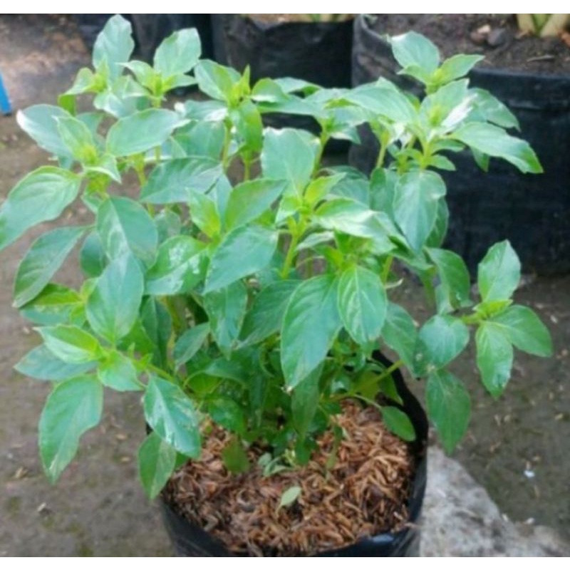 tanaman kemangi wangi rimbun stok super