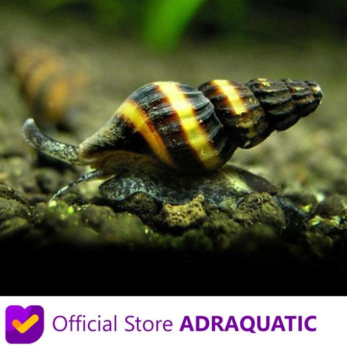 Jual KEONG ASSASSIN SNAIL PEMBASMI KEONG HAMA AQUASCAPE CLEA HELENA Shopee Indonesia