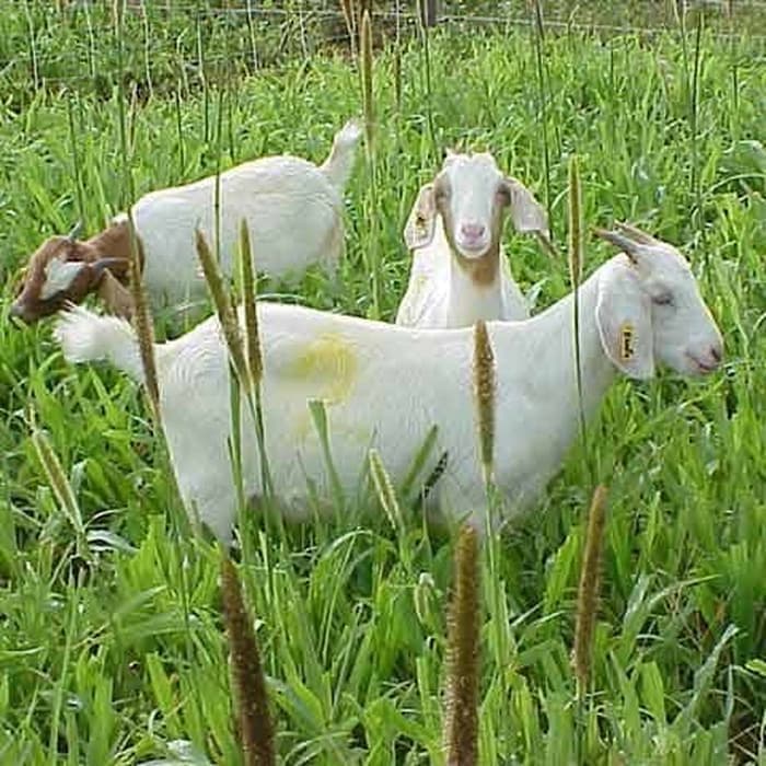 Jual benih rumput pakan ternakmillet grass seed Shopee Indonesia