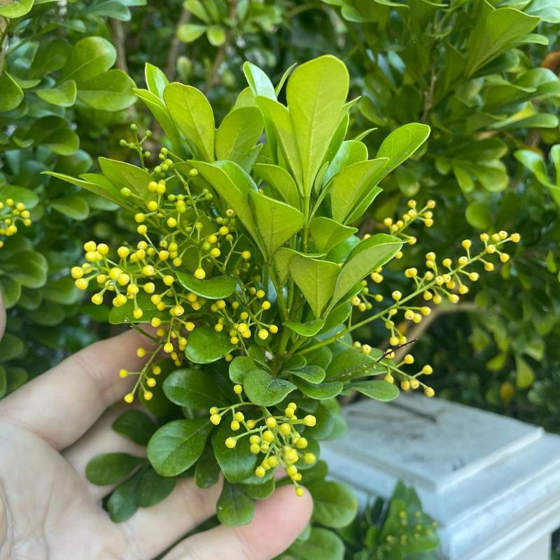 Jual tanaman bunga pacar China|pohon culan|kemuning kuning | Shopee ...