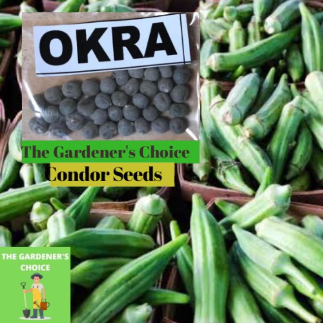 Jual Okra Seeds(It's a seed, not a plant!) Shopee Indonesia