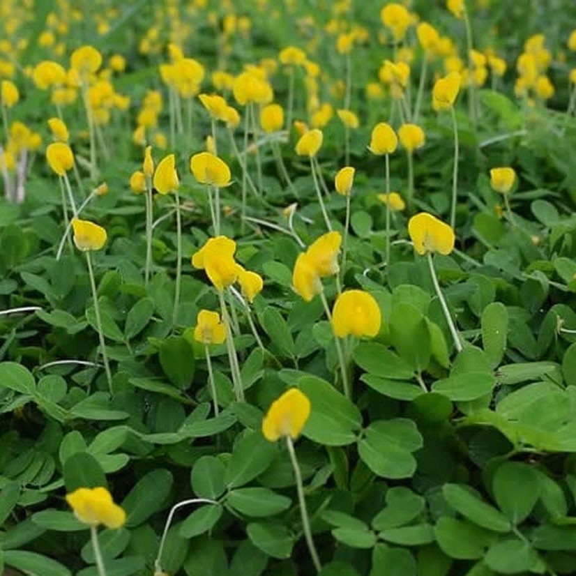 Jual Tanaman hias Landep kacang-kacangan hias | Shopee Indonesia