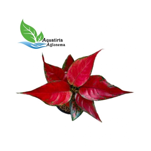 Jual Ruby Garuda Tanaman Hias Aglonema Aglaonema Shopee Indonesia