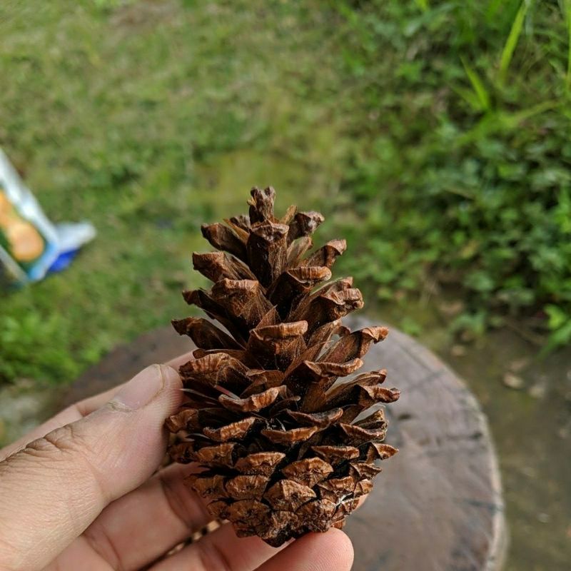 Jual Kebun Dzaki Bunga Pinus Kering Pine Cone Biji Pinus Shopee Indonesia 4301