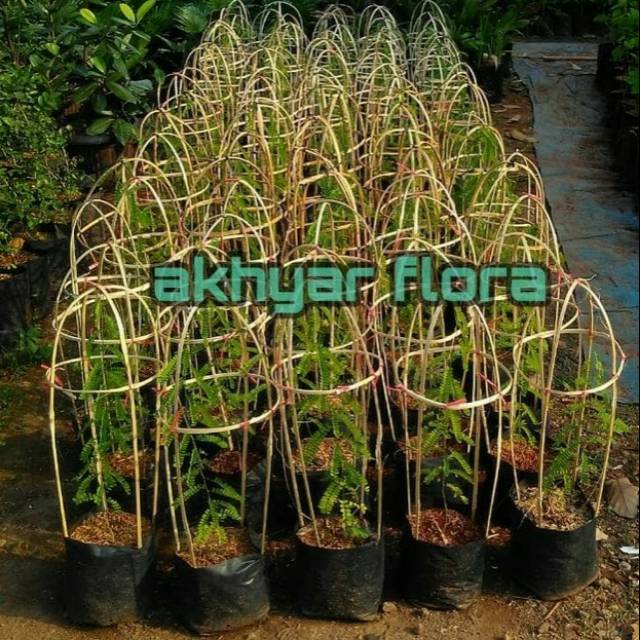 Jual Saga Rambat Manis Tanaman Herbal Daun Saga Mengobati Batuk dan ...