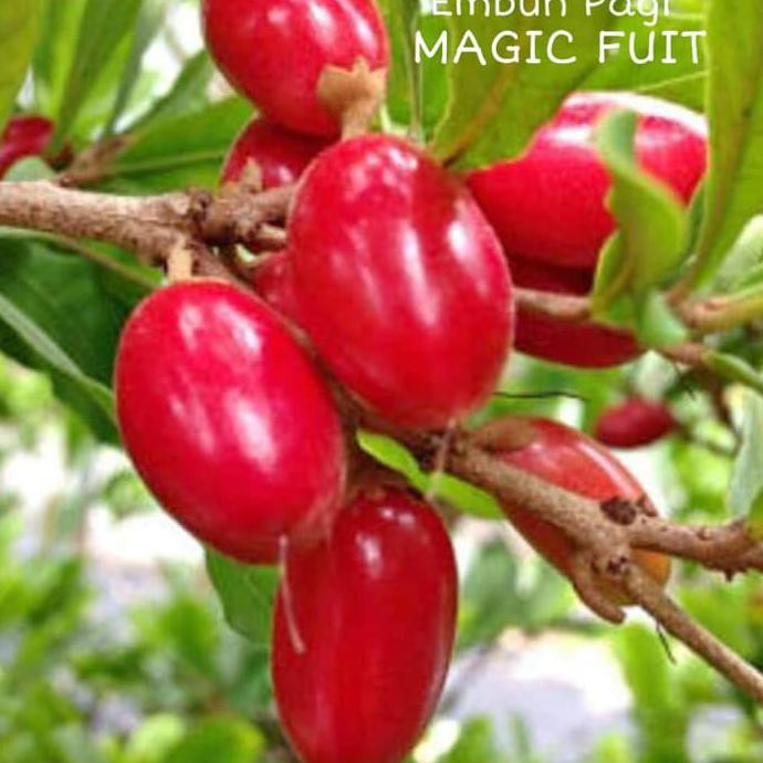 Jual *_@ terlaris dan unik bibit buah miracle fruit / fruit magic r ...