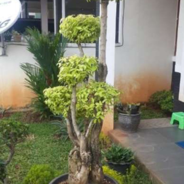 Bonsai Anting Putri Salju