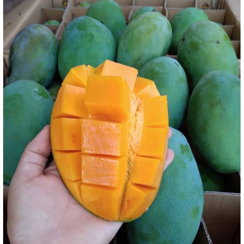 Jual BUAH MANGGA HARUM MANIS PREMIUM 1 KG | Shopee Indonesia