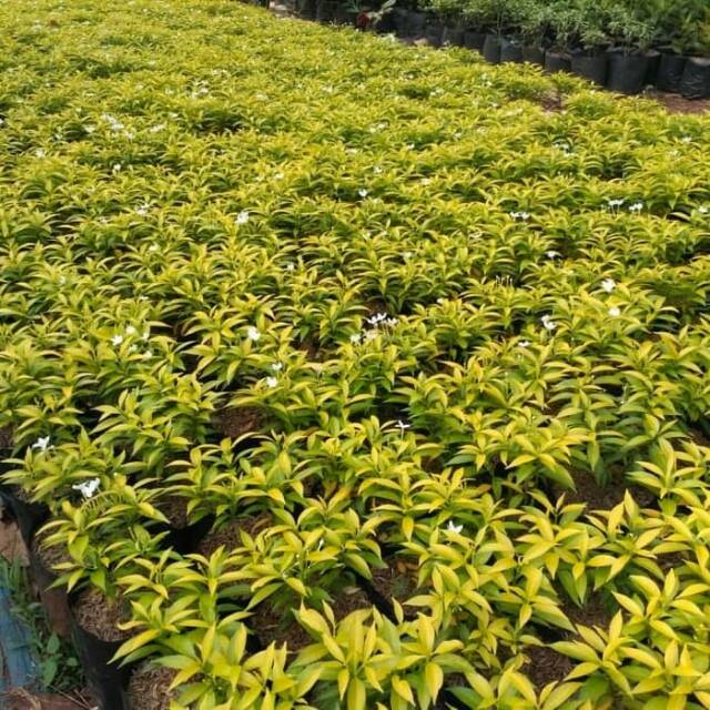 Jual Tanaman Rembosa Golden Tanaman Rombusa Golden Tanaman Rembusa ...