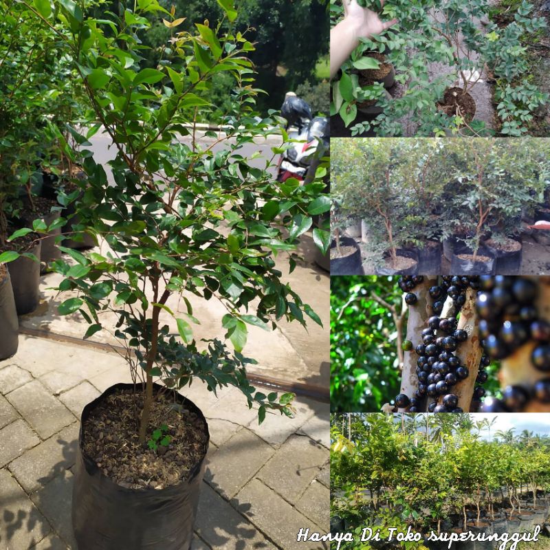 Jual Bibit Anggur Pohon / Anggur Brazil Tinggi 1 Meter Batang Besar ...
