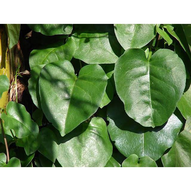 Jual Daun Binahong Segar per Lembar / Binahong Hijau/ Piahong/ Binahong ...
