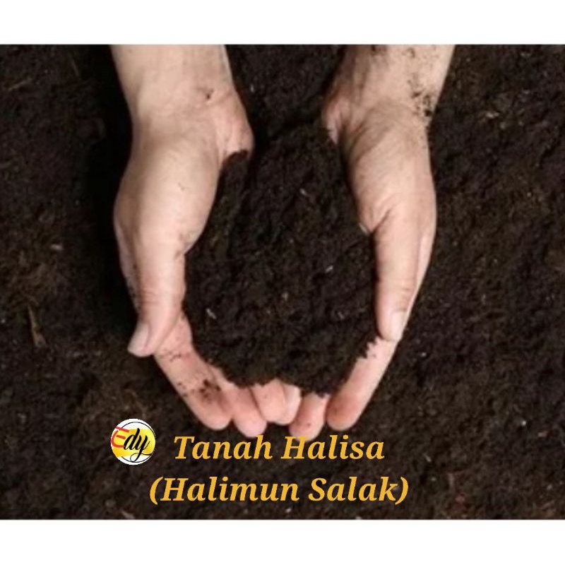 Jual Tanah Humus per 1Kg : untuk taman/media tanam super Subur dari ...