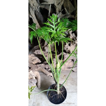 Jual Philodendron Warscewiczii / pilo green finger rawatan | Shopee ...