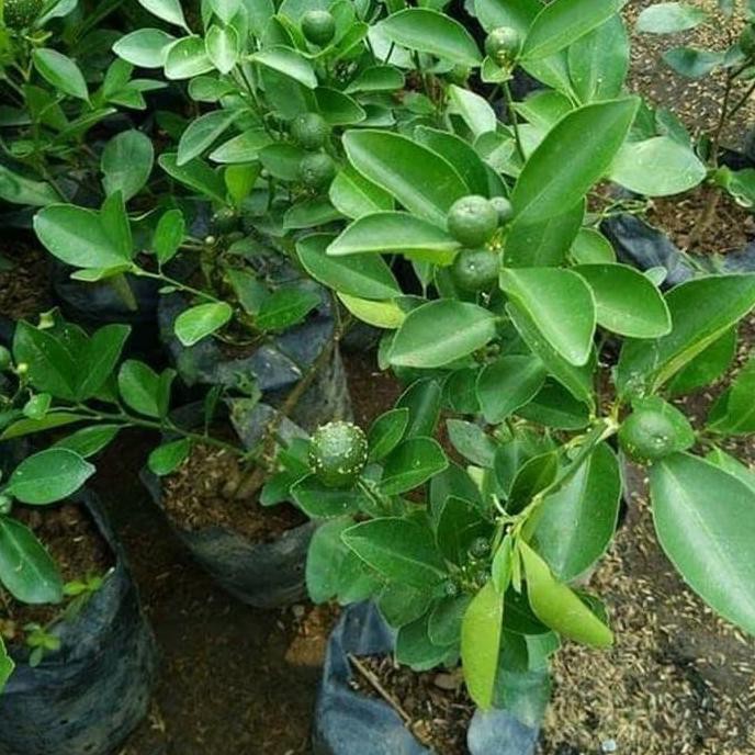 Jual Bibit Pohon Jeruk Kipkasturijeruk Lemon Cui 50cm Cepat Berbuah Oxy Shopee Indonesia 9183