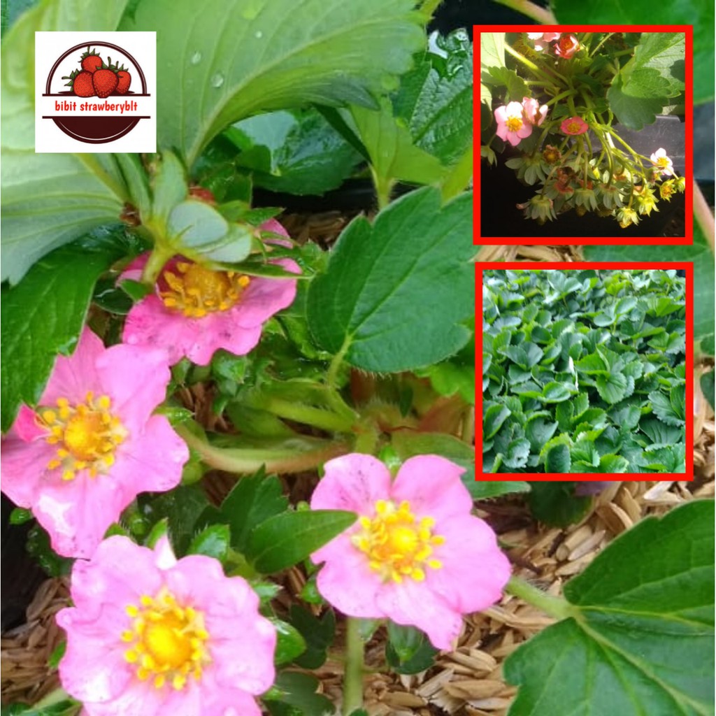 Jual tanaman bibit strawberry merlan bunga cantik | Shopee Indonesia