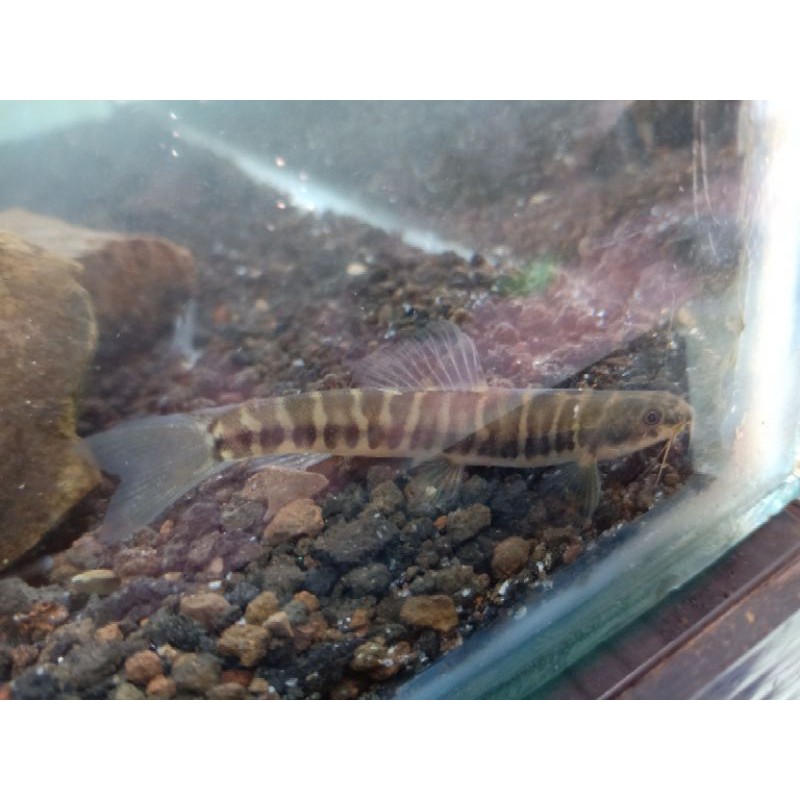 Jual ikan JELER / UCENG | Shopee Indonesia
