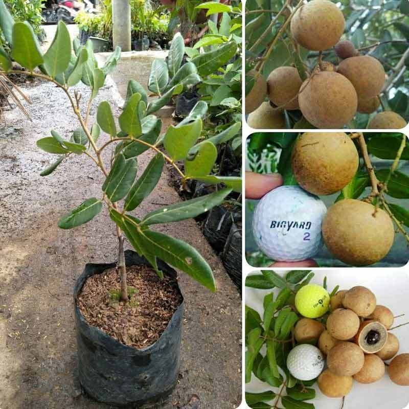Jual 1 BIBIT KELENGKENG MATALADA | Shopee Indonesia