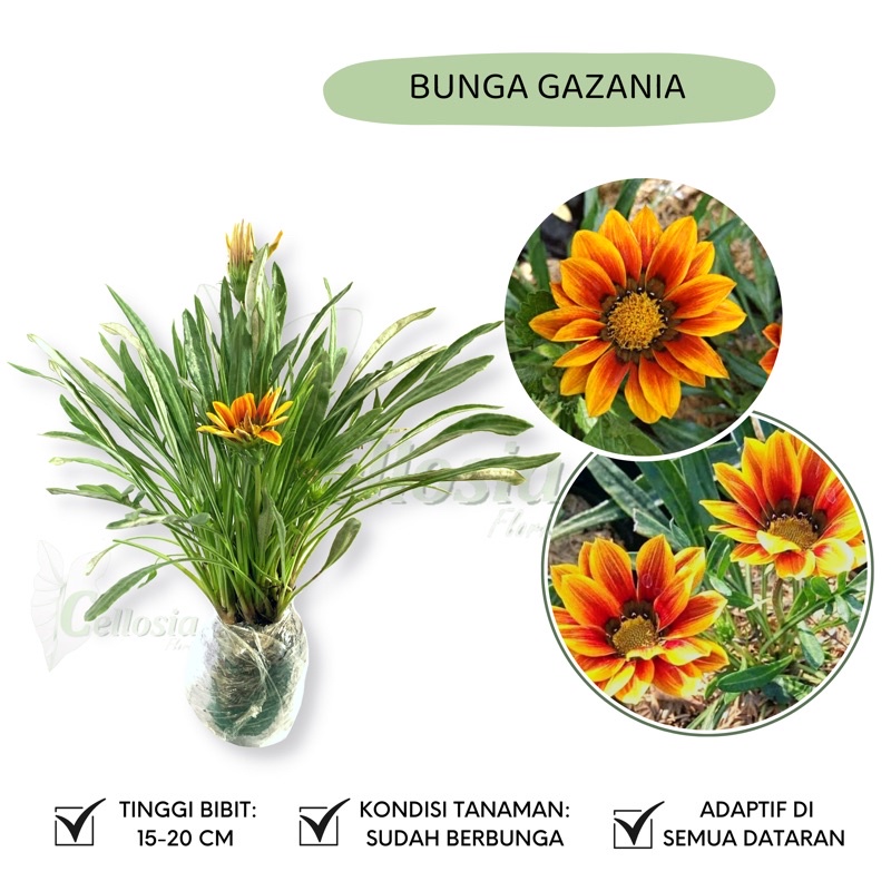 Tanaman Hias Bunga Matahari Mini Gazania Berbunga Terus Menerus