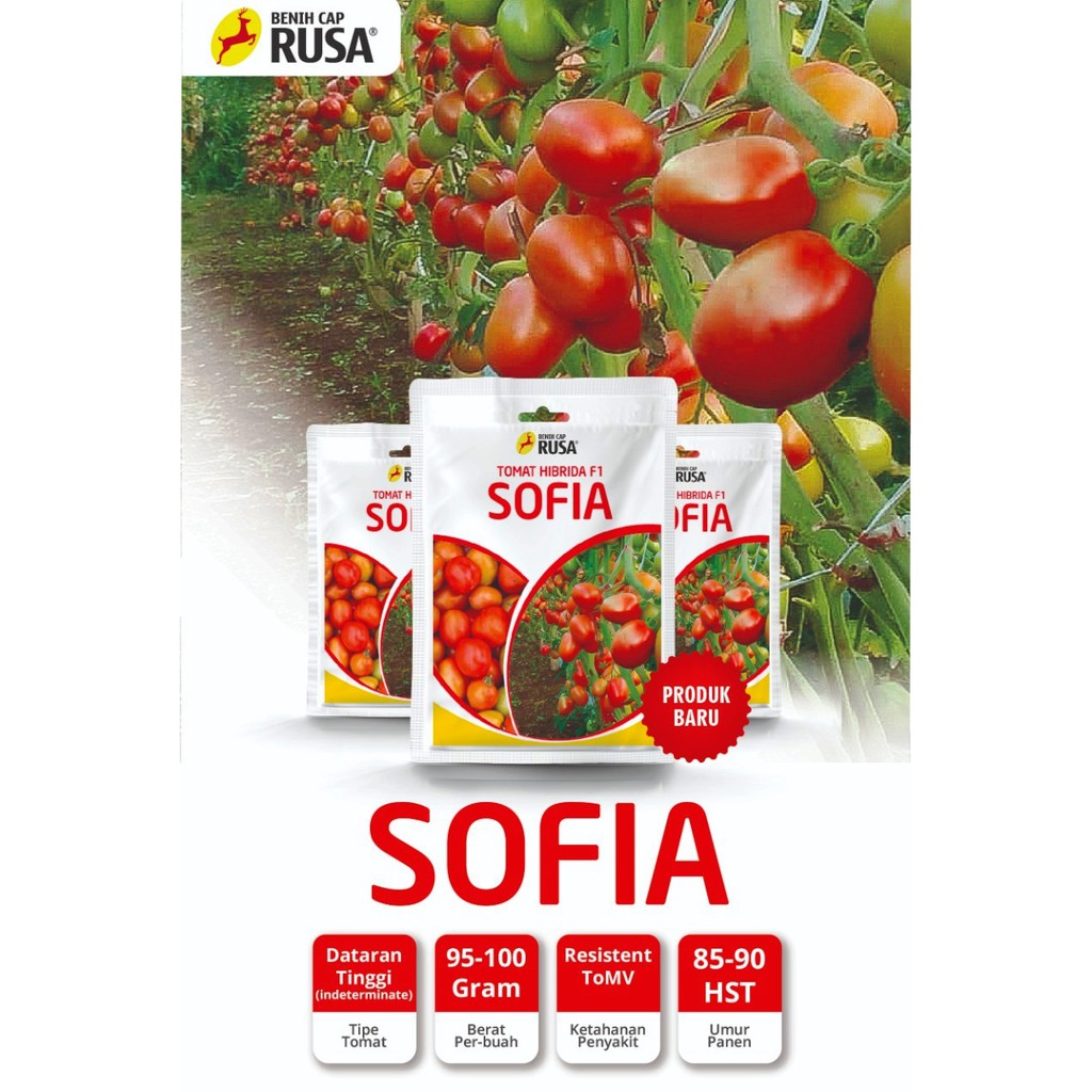 Jual Benih Cap Rusa - 3500 BENIH BIBIT BIJI TOMAT INDETERMINATE SOFIA ...